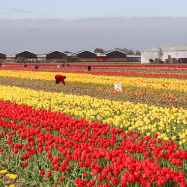 flower fields Holland