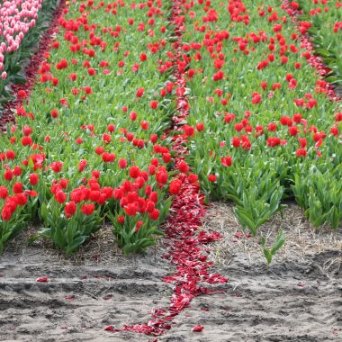 Tulip farmers removing the flowers