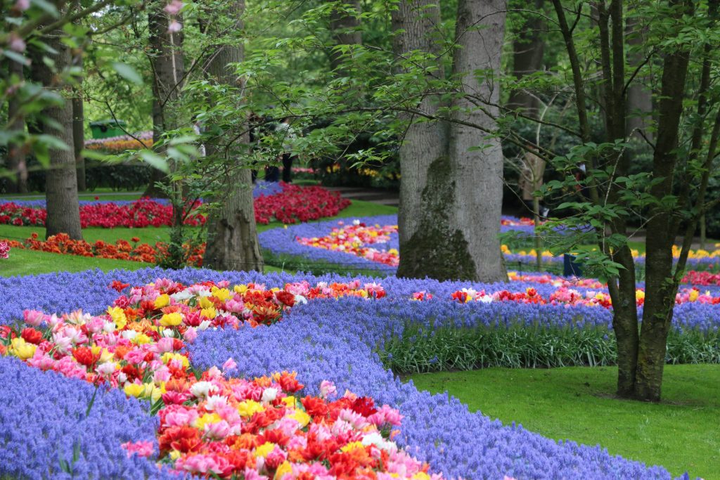 2 May Tulips at Keukenhof are blooming and production flower fields
