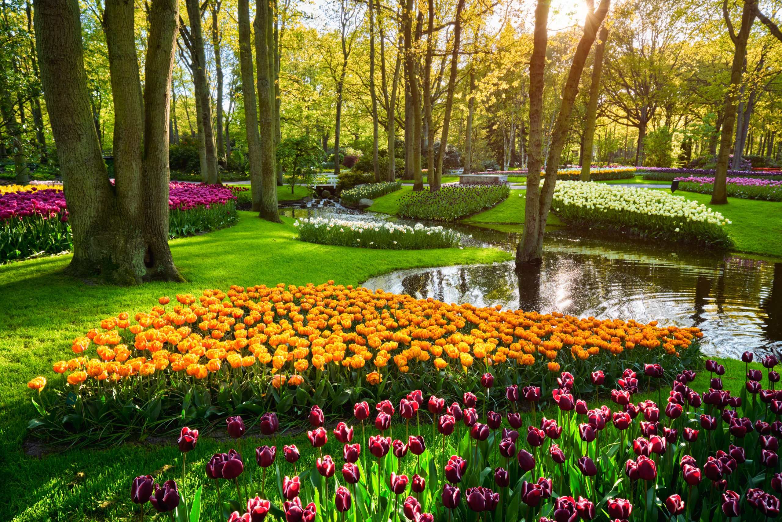 Buy A Keukenhof Season Ticket - Tulip Festival Amsterdam