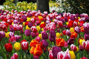 tulip bulbs Holland