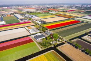 Update coronavirus Tulip Festival Amsterdam