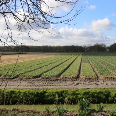 flower fields 5 March 2020