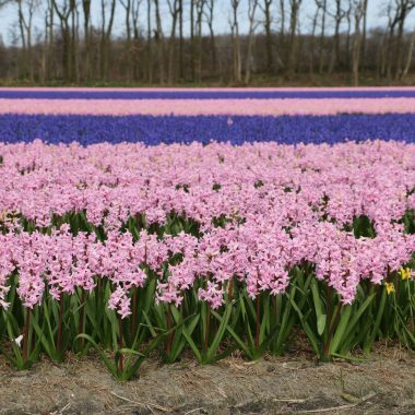 Flower forecast 19 March 2020