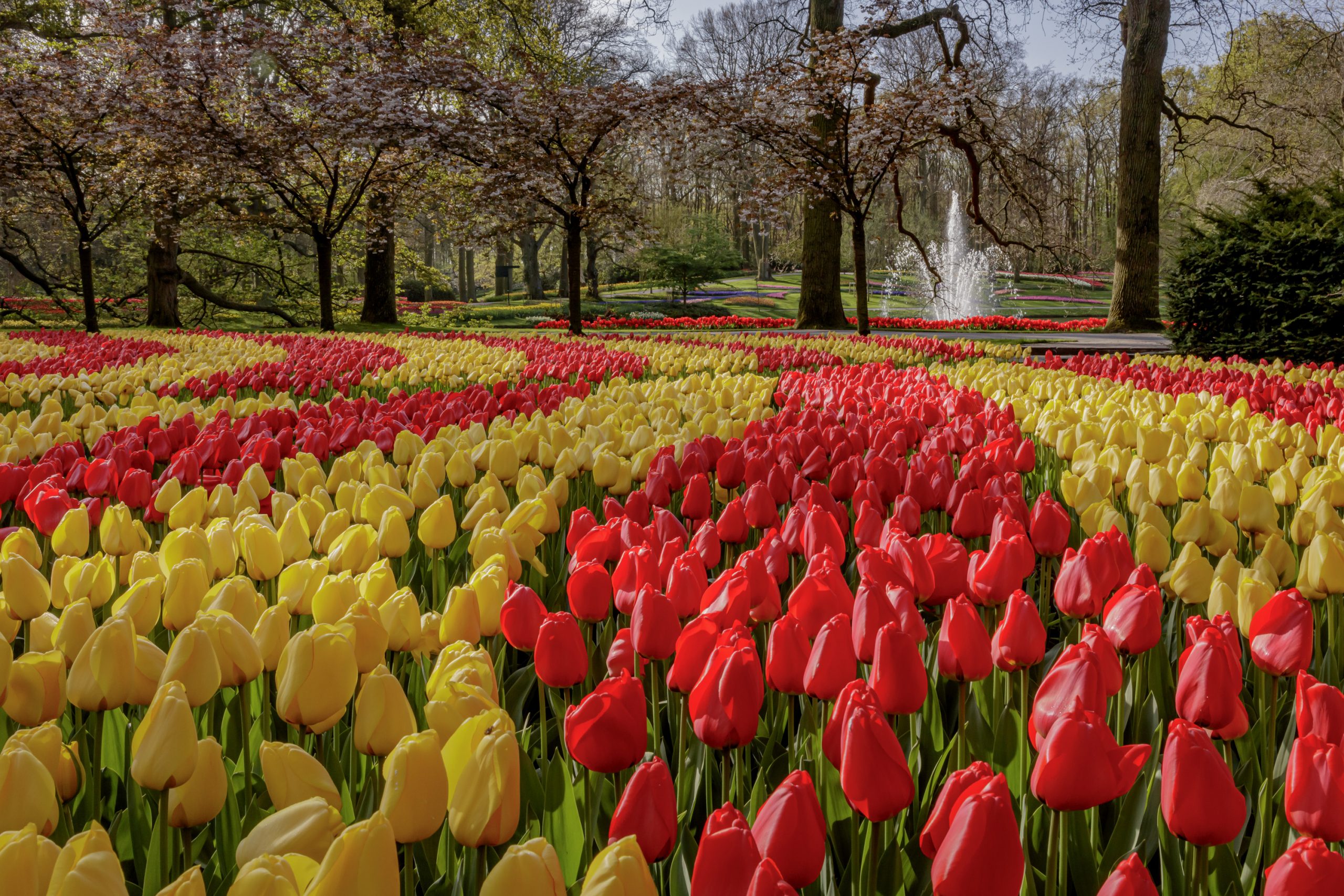 Keukenhof Tickets & Tours 2022 - Tulip Festival Amsterdam