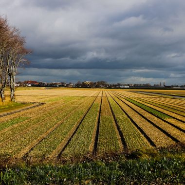 Tulip fields Holland 18 march 2021