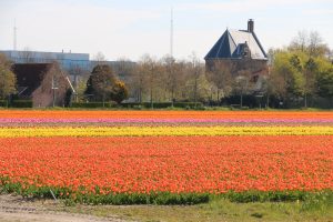 Flowers Holland