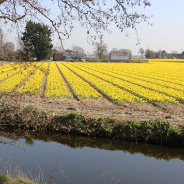 Flower fields Holland 1 April 2021