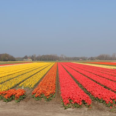 Flower status 22 april