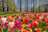 Colourful tulip beds in full bloom in a spring garden during the Amsterdam tulip season
