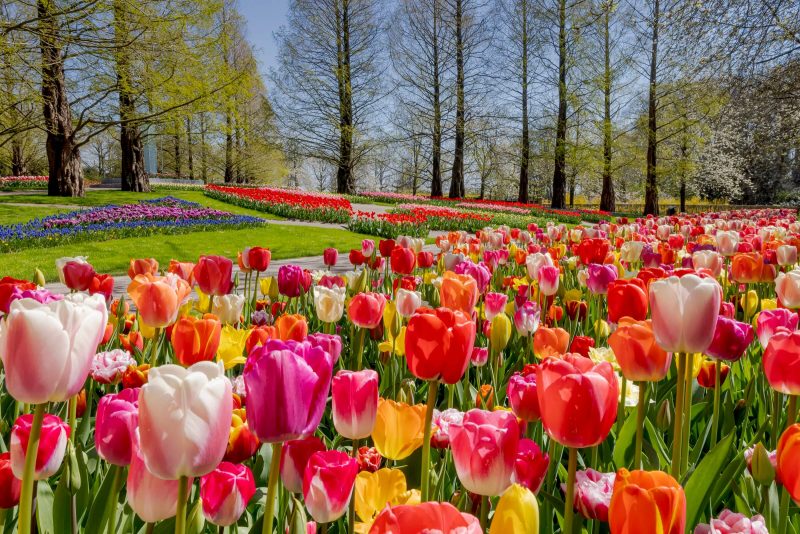 Colourful tulip beds in full bloom in a spring garden during the Amsterdam tulip season