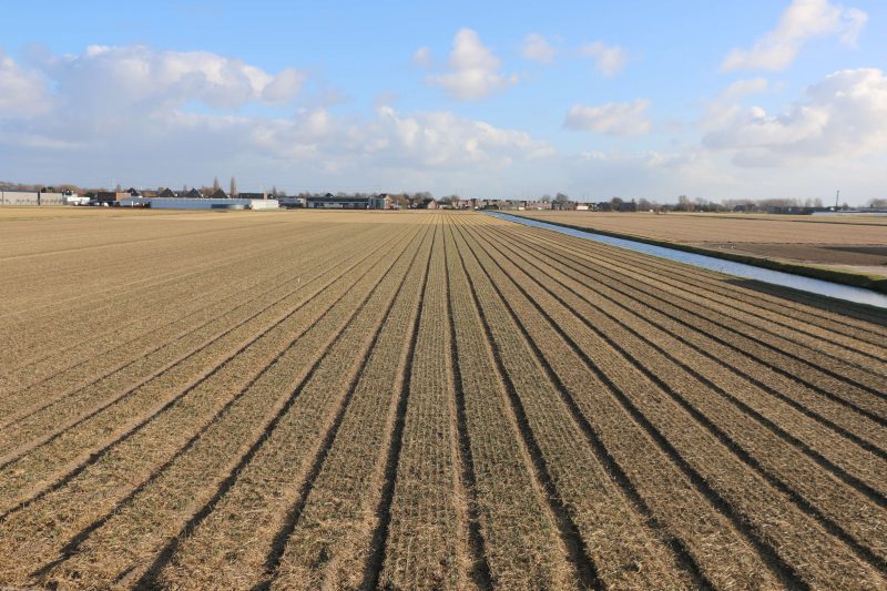 Tulip Fields 11 Februari 2022
