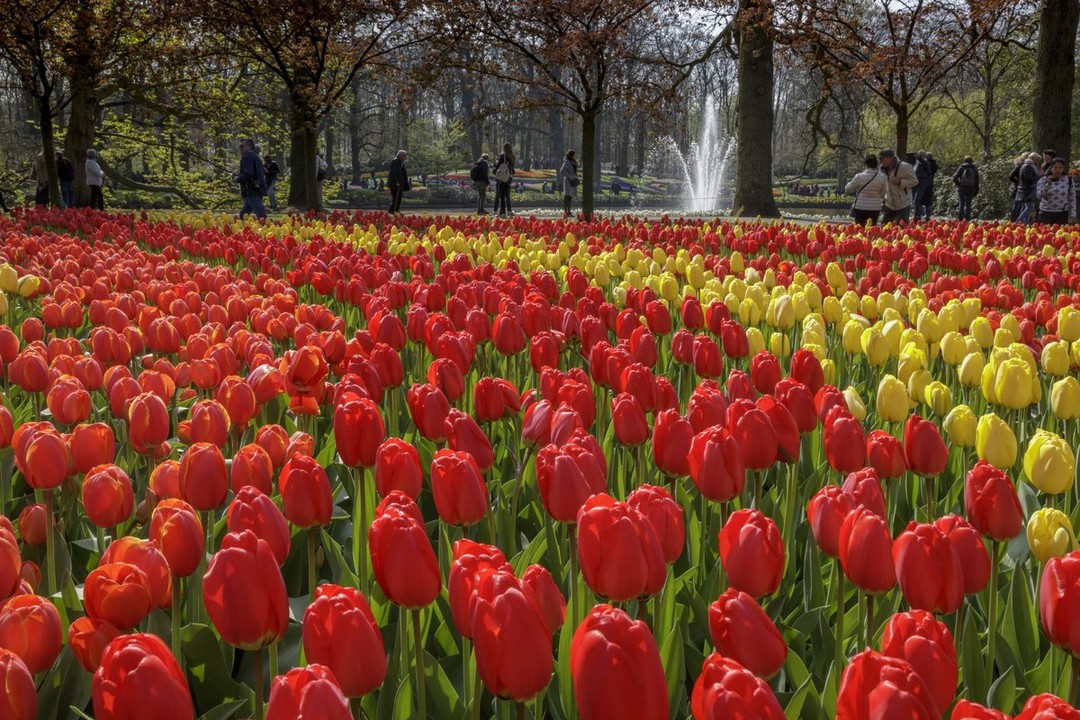 Keukenhof Tulip Gardens (Amsterdam, Holland) Opening hours, prices