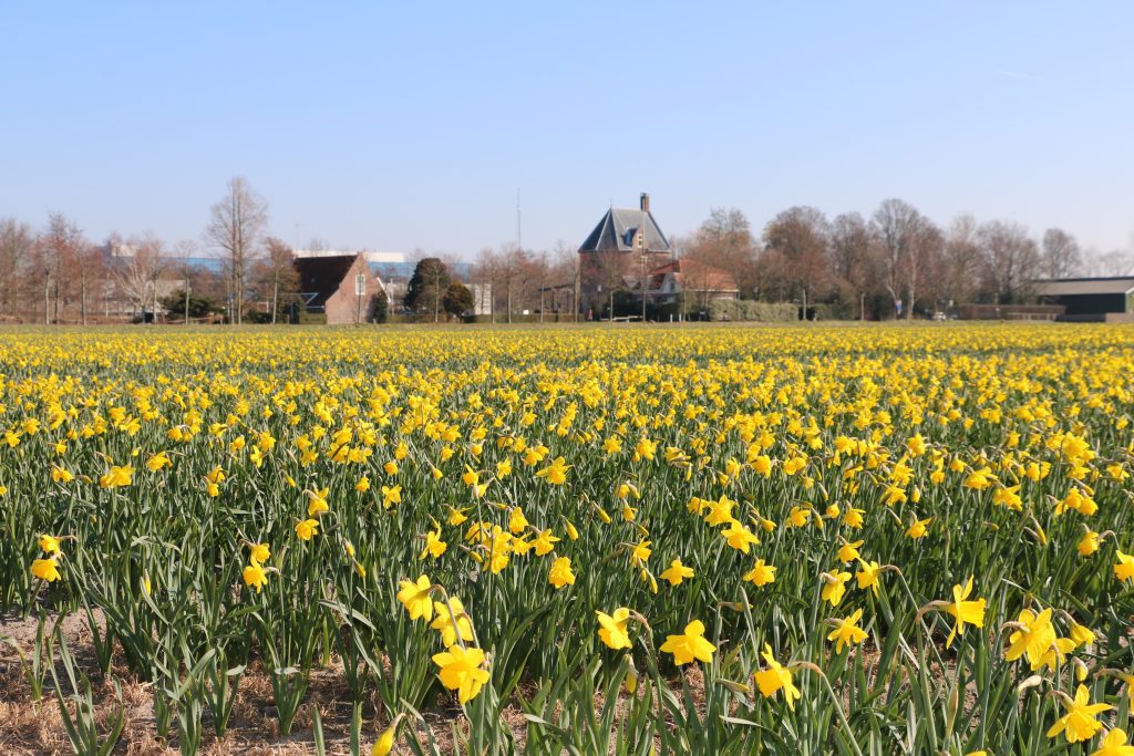 Flower fields Holland 10 March 2022
