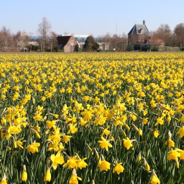 Flower fields Holland 10 March 2022