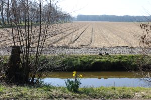 Flower fields Holland 10 March 2022