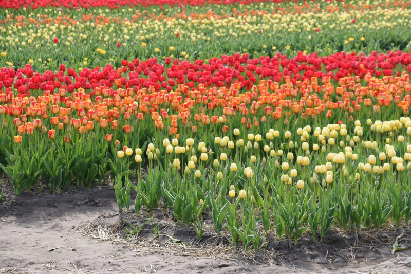 Tulip fields March Holland