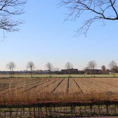 Flower fields 3 March 2022
