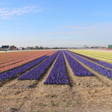 flower forecast 2022