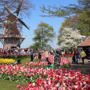 Flower forecast 21 april