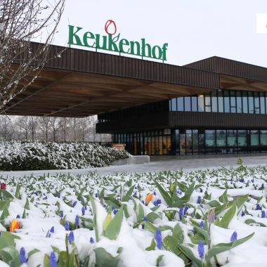 Snow in Holland Keukenhof Tulips