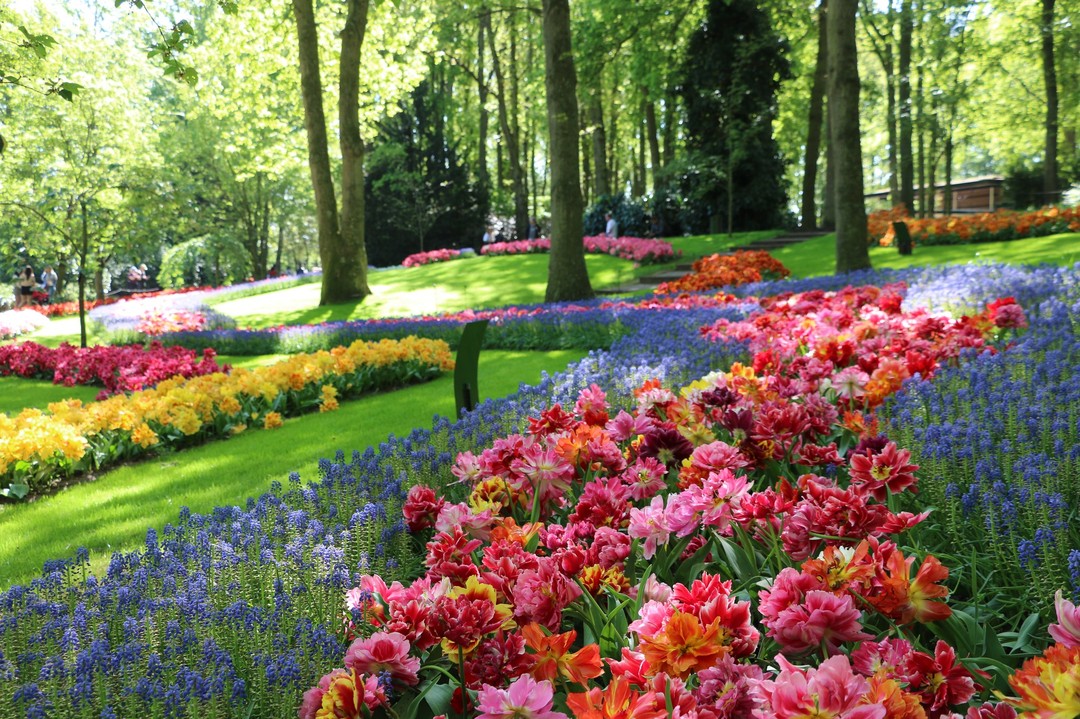 The final week for 🌷 Tulip Festival 2022 🌷 has arrived. Do you still want to enjoy the tulips in Holland? Until Sunday, 15 May, you can see the most flowering tulips at Keukenhof Gardens.

Visit the #tulips in #amsterdam until 15 May 2022 ➡ https://tulipfestivalamsterdam.com/keukenhof/

📷 By @visitbollenstreek on 9 May 2022