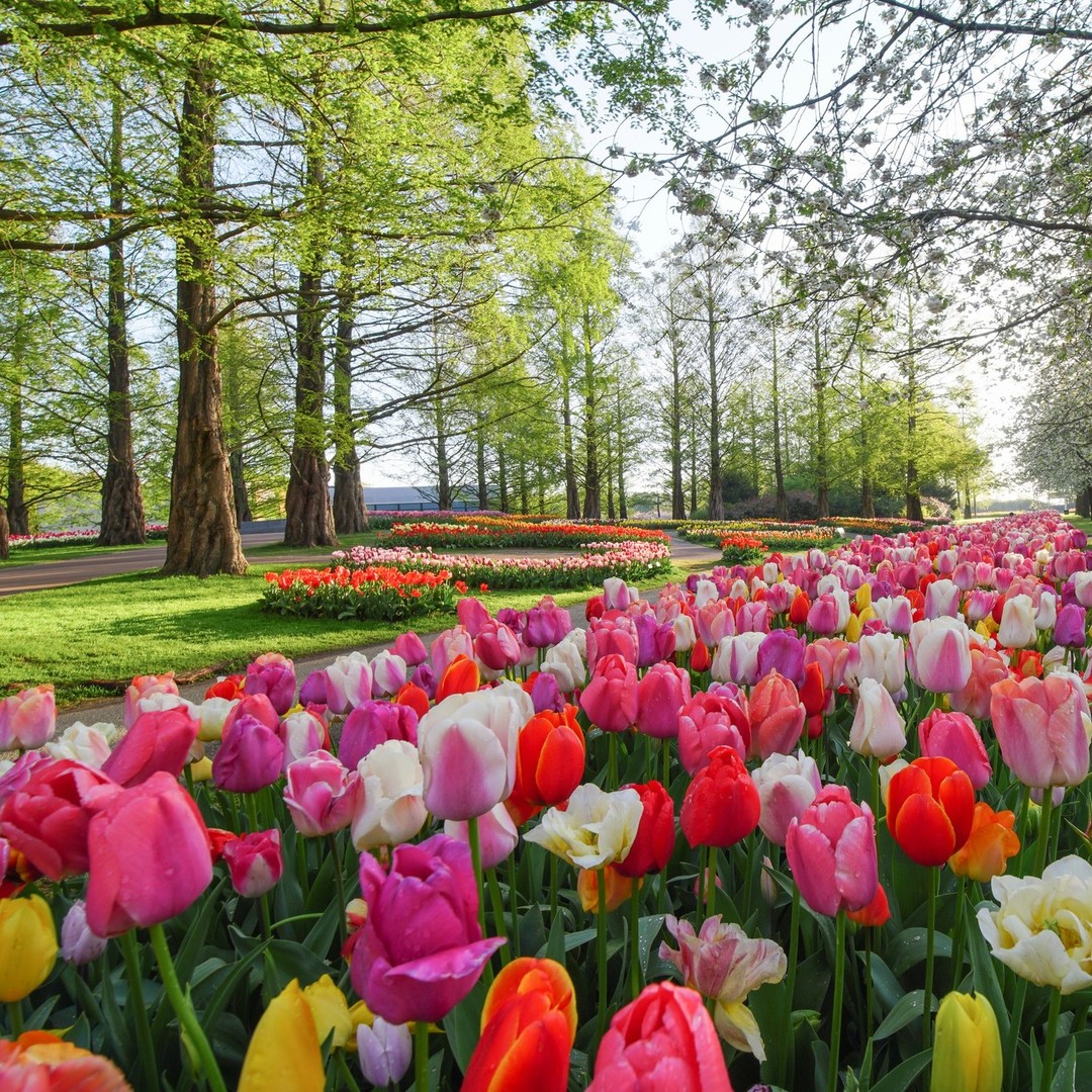 Keukenhof Tulip Gardens (Amsterdam, Holland) - Opening hours, prices