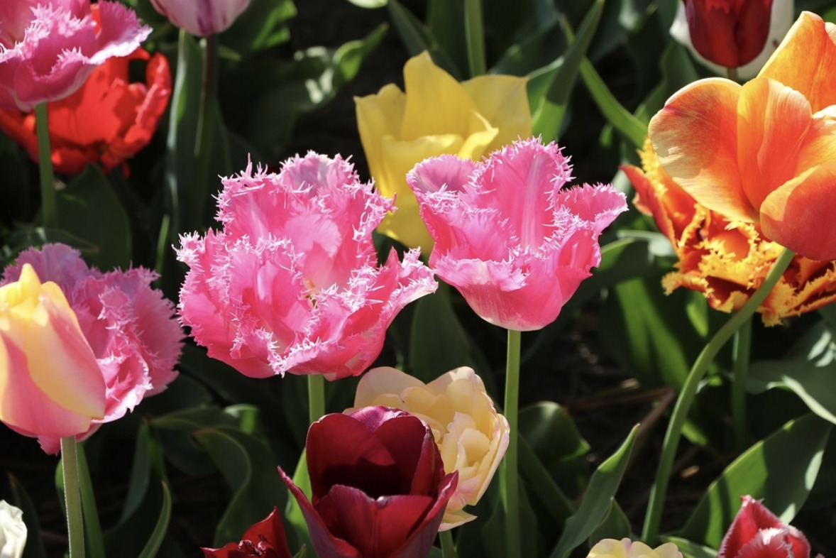 ℍ𝕒𝕧𝕖 𝕒 𝕧𝕖𝕣𝕪 𝕟𝕚𝕔𝕖 𝕨𝕖𝕖𝕜𝕖𝕟𝕕! 🌷

#tulips #pink #flowers #lisse #keukenhof #keukenhofgardens #bollenstreek #flowerbulbs #spring #lovepink #colours #holland #netherlands #hollandtrip #dutch #flowerpower #tulpenliebe #tulipas
