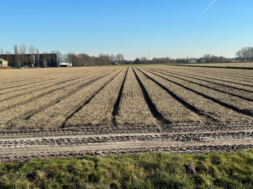 Holland flower fields February 2023