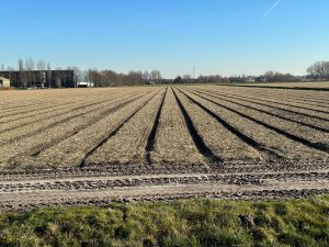 Holland flower fields February 2023