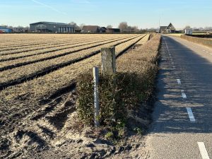 Holland flower fields February 2023
