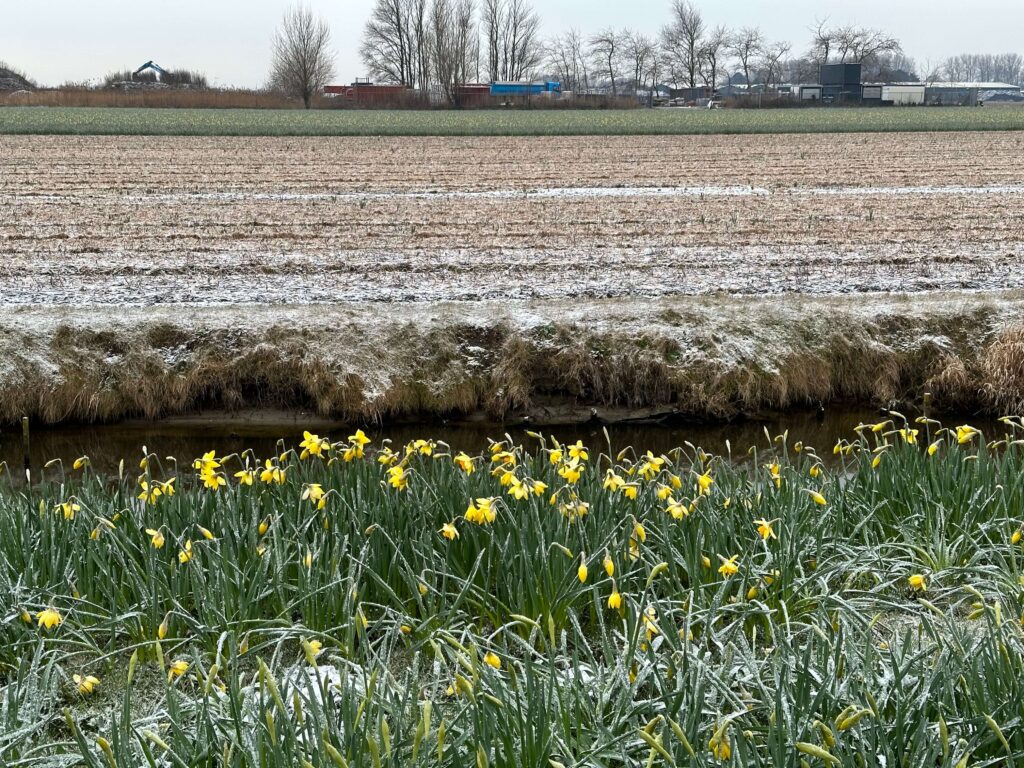 Holland flower fields in March