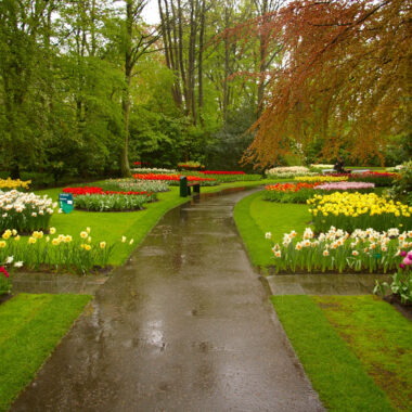 rainy day in Keukenhof Gardens
