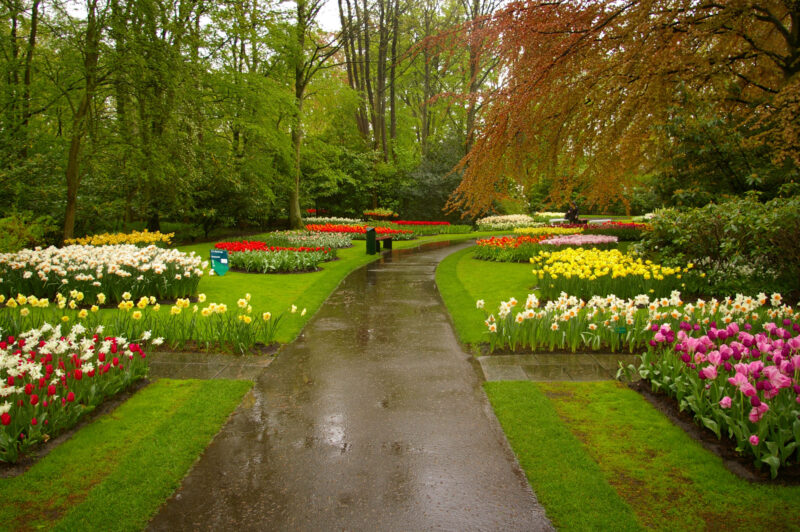 rainy day in Keukenhof Gardens