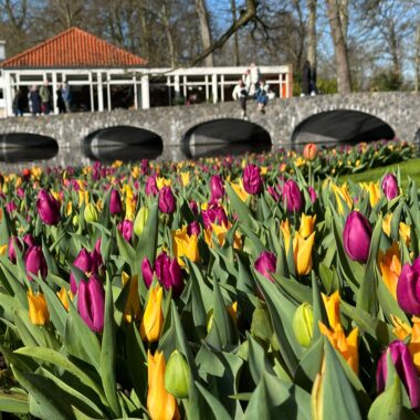 Tulip Flowering 2023