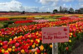 Tulip Festival Amsterdam