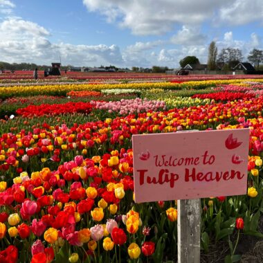 Tulip Festival Amsterdam