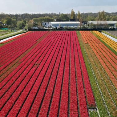 Flower forecast Amsterdam