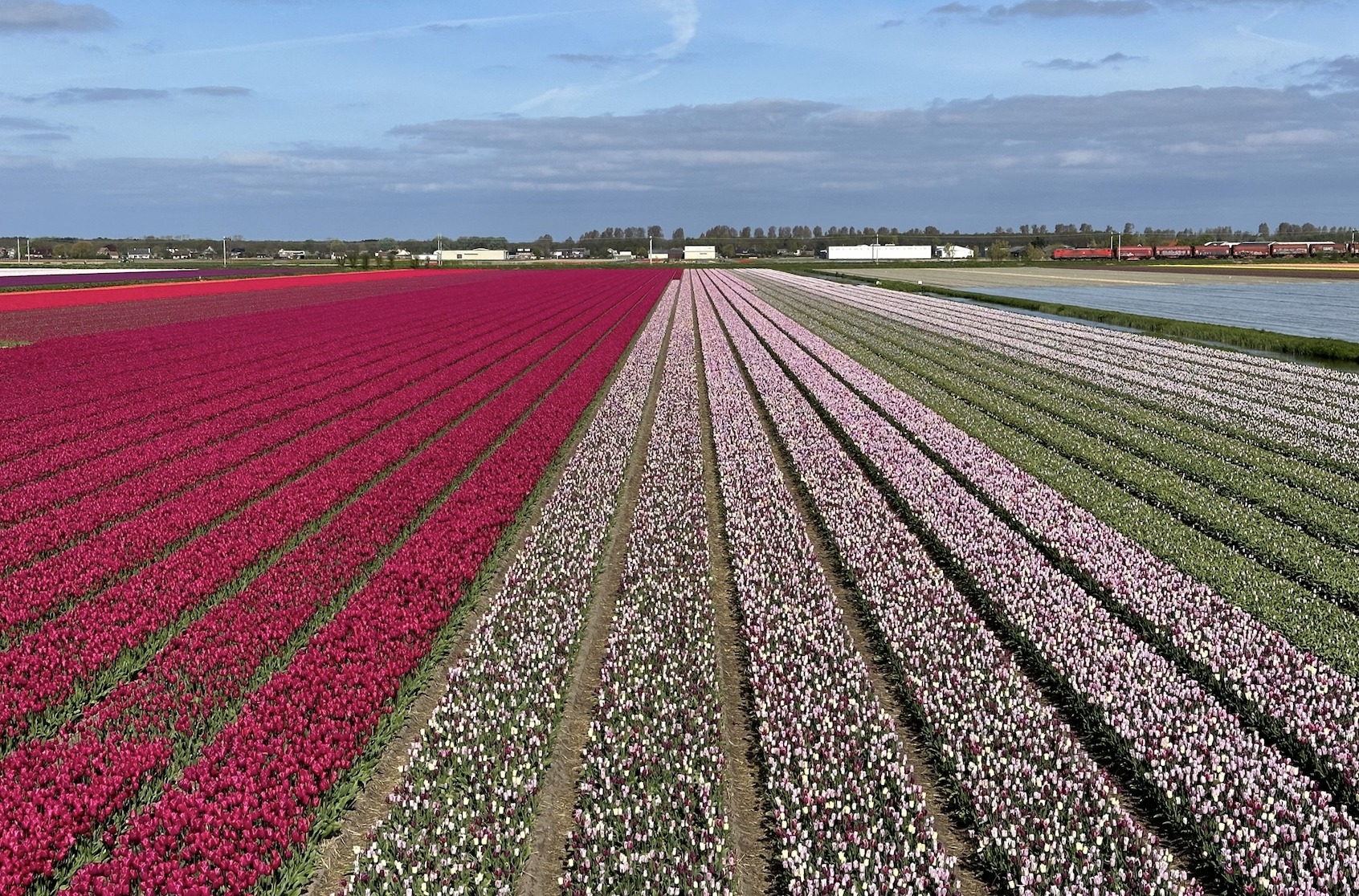 Keukenhof Tulip Gardens (Amsterdam, Holland) - Opening hours, prices