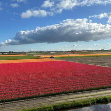 Flower Forecast 2025