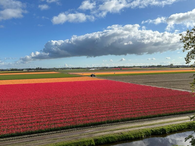 Flower Forecast 2025
