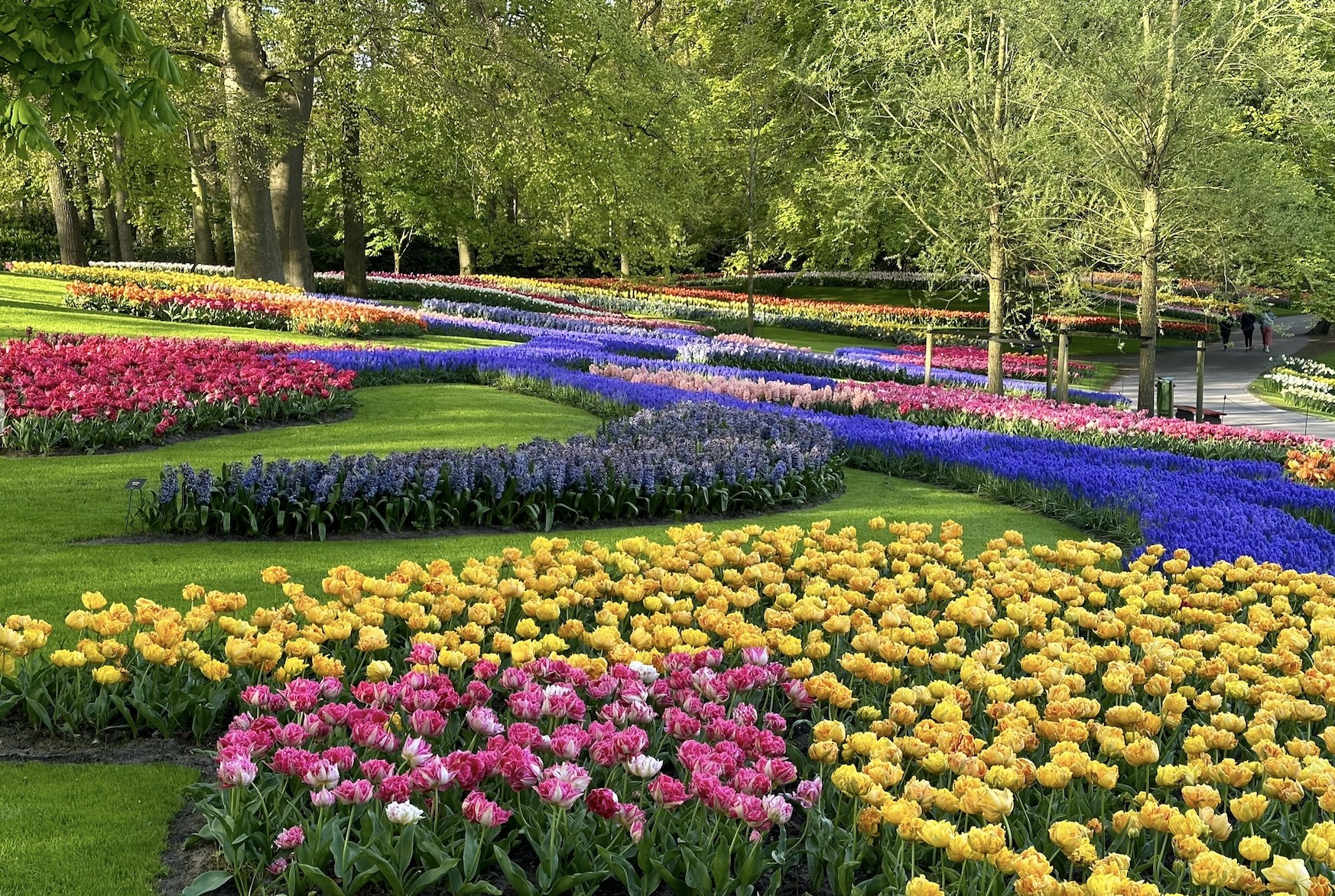 Tours and Tickets Amsterdam - Tulip Festival Amsterdam