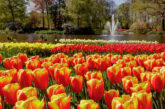 Tulip Shuttle bus Amsterdam