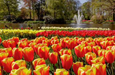 Tulip Shuttle bus Amsterdam