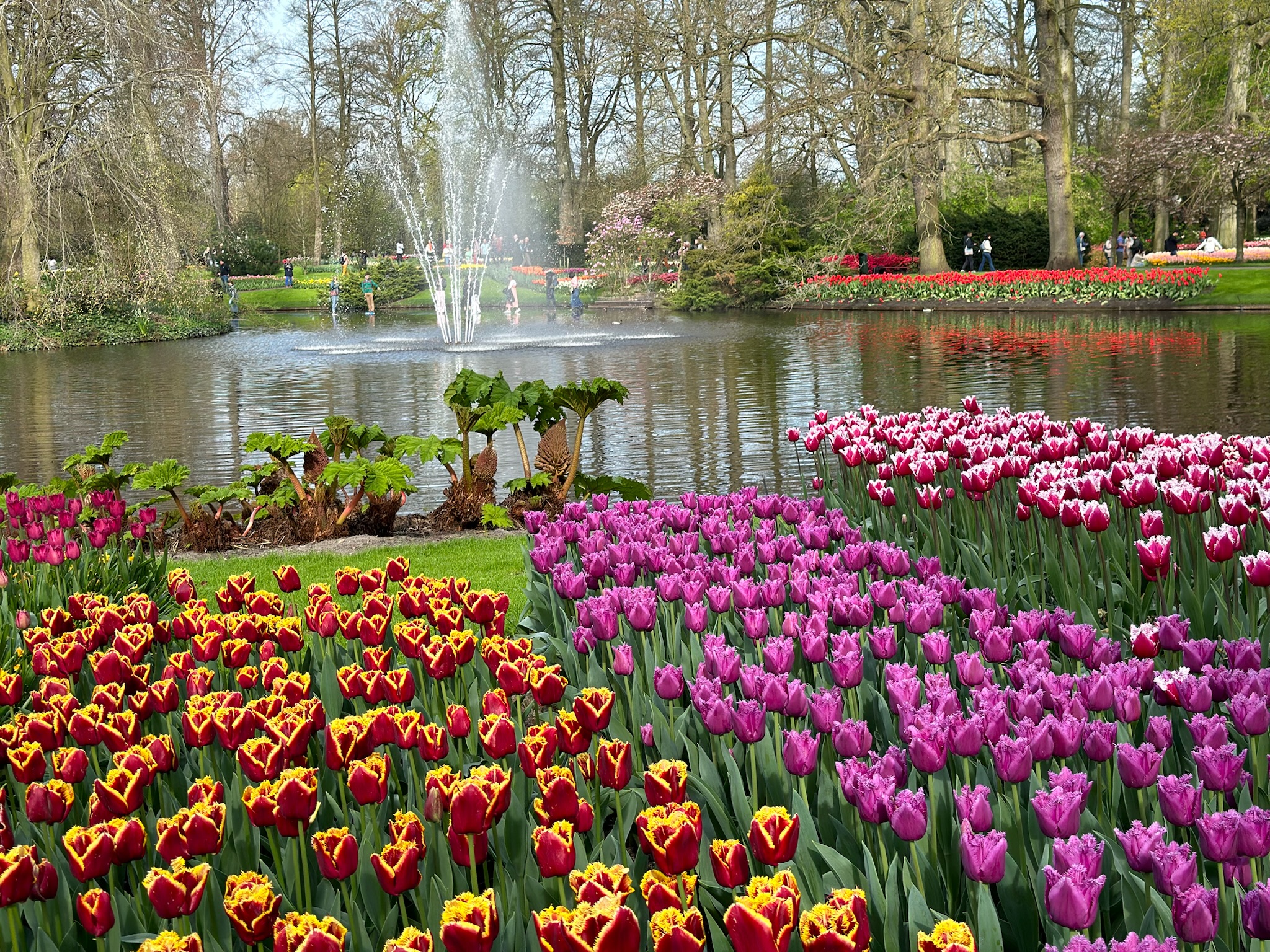 Tulip Festival 2025 Amsterdam Map 