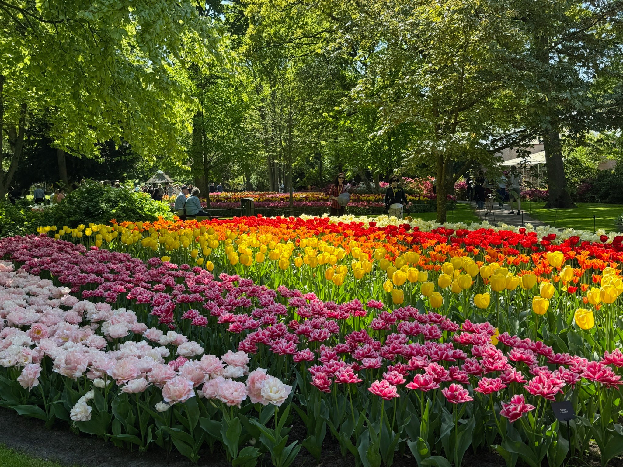 On this Monday, we're happy to share this photo of colorful tulips. Taken on April 30, 2025. We're already looking forward to the Tulip Festival in 2026!

Will we see you there...?

#tulipfestivalamsterdam #tulipfestival #tulips #flowers #nature #flowerphotography #springinthenetherlands #tulips #visitamsterdam #flowerfestival #bucketlisttravel #wanderlust