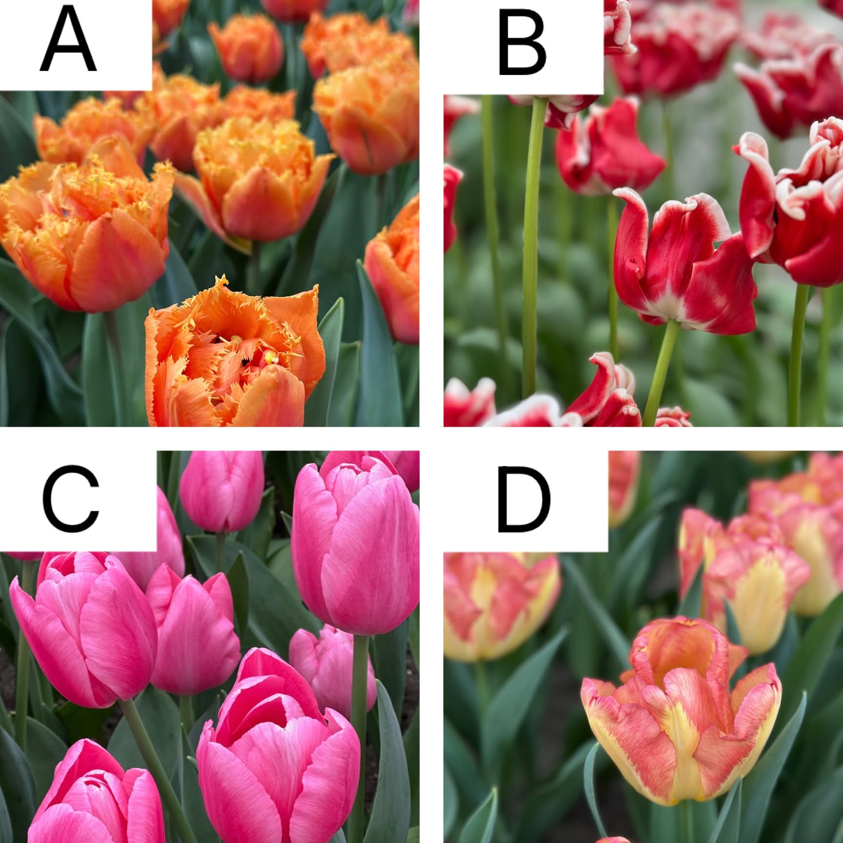 Four tulips, four vibes 🌷
Which one speaks to you the most?
Tell us in the comments 👇

www.tulipfestivalamsterdam.com
