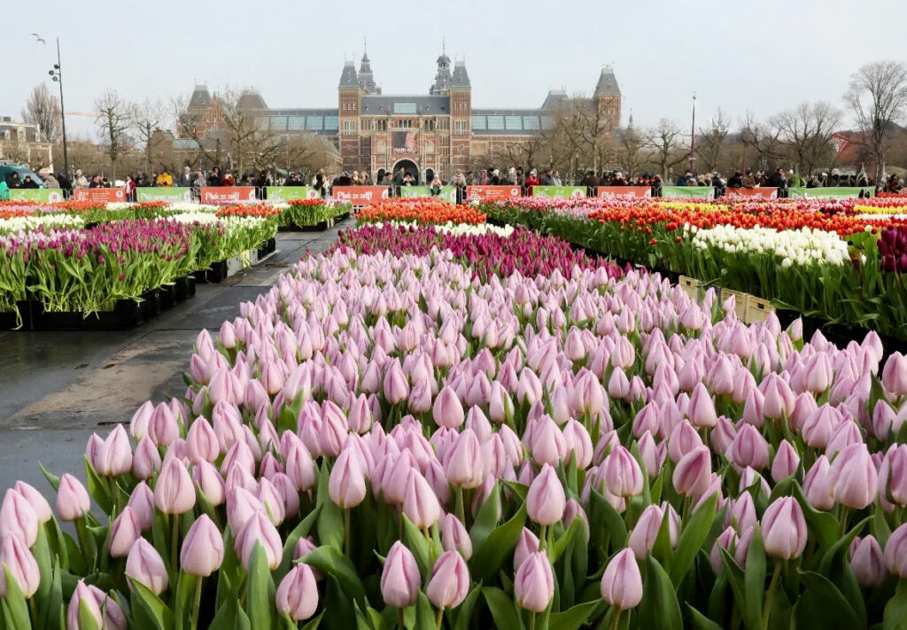 Visitantes recogiendo tulipanes en el jardín del Día Nacional del Tulipán en la plaza Dam de Ámsterdam