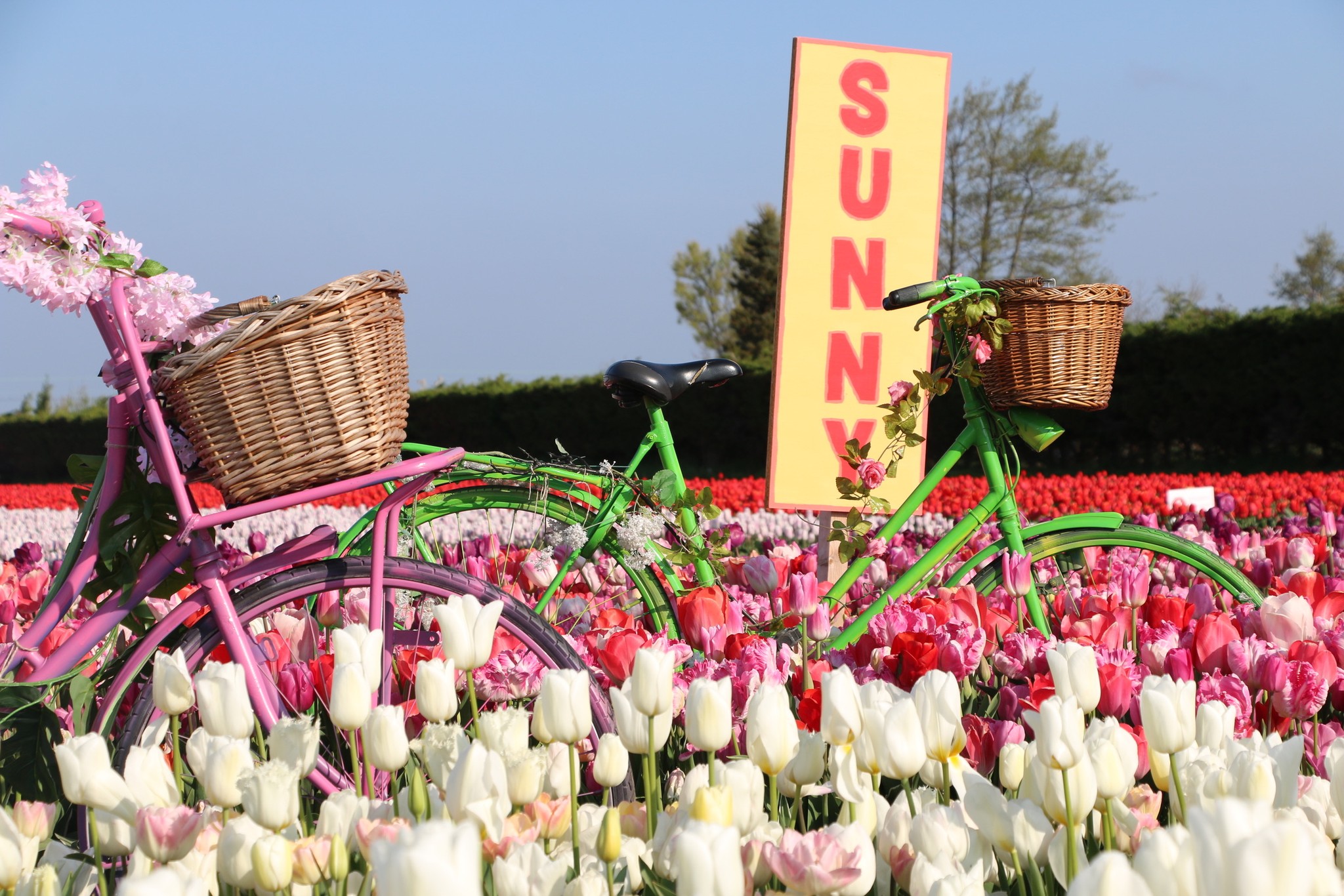 Pedaling straight into tulip season vibes! 
Nothing says “spring is coming” like sunny skies, blooming fields, and a splash of Dutch color...

Ready to ride into the magic yourself? 

#tulipfestivalamsterdam #TulipFestival2026 #SpringMood #DutchVibes #ColorfulAdventures #selfietime #pictureperfect #instagrammable #bucketlistjourneys #bucketlisttravel #travelling #traveltips