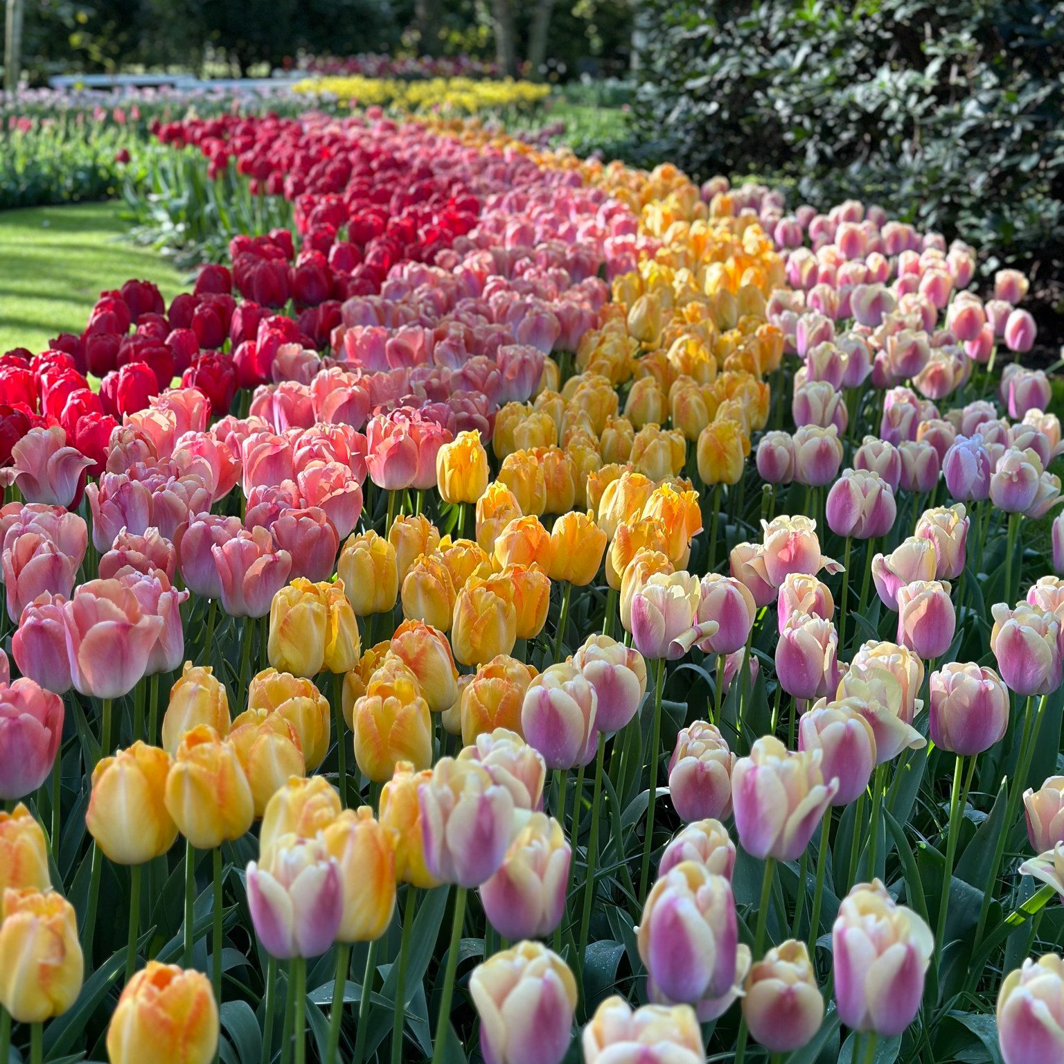 𝔸𝕟𝕠𝕥𝕙𝕖𝕣 𝕤𝕖𝕒 𝕠𝕗 ​​𝕥𝕦𝕝𝕚𝕡𝕤... 🌷😍

📸 April 22, 2024 (Keukenhof)